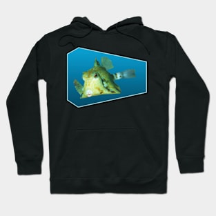 Boxfish | Floating Fish on a blue background | Hoodie